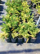 Pinus mugo real for sale  Silverton