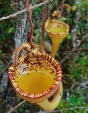 Treasured nepenthes eymae for sale  Avondale