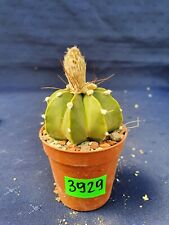 Astrophytum asterias 3929p for sale  Shipping to South Africa