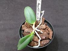 Cattleya leopoldii var gebraucht kaufen  Deutschland