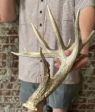 Perfect point whitetail for sale  Magnolia