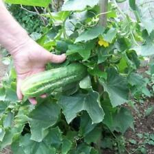 Cucumber bush seeds for sale  Berwyn