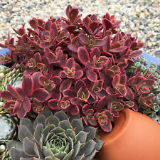 Sedum sunsparkler wildfire for sale  Hayden