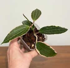 Hoya latifolia albomarginata for sale  Batesville