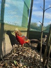 Red golden pheasant for sale  GLOUCESTER