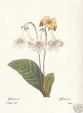 Drehfrucht - Gloxinie Streptocarpus Facsimile Publisher Redoute for sale  Shipping to South Africa