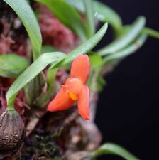 Maxillaria sophronitis miniatu for sale  BORDON