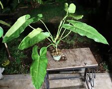 Philodendron jose buono for sale  Hollywood