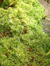 2L Fresh Living Sphagnum Peat Moss myynnissä  Leverans till Finland