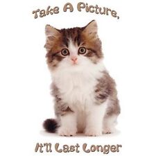Take picture kitten for sale  Lyndhurst