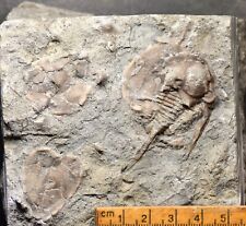 Wow raymondites trilobite d'occasion  Expédié en Belgium