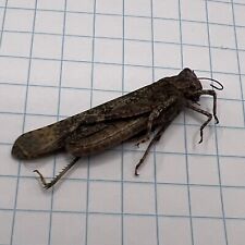 Used, Orthoptera Acrididae?? ORT 007 Collected Sk, Canada for sale  Shipping to South Africa