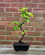 Mame field maple for sale  LEEDS