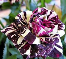 Black dragon rose for sale  EXETER