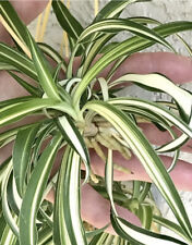 Spider plants rooted for sale  Seminole