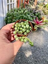 String pearls frost for sale  Barnesville