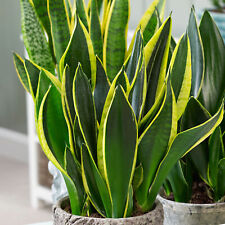 Sansevieria golden flame for sale  UK