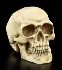 Skull human skull for sale  Shipping to Ireland