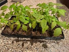 baby oak trees for sale  Plymouth