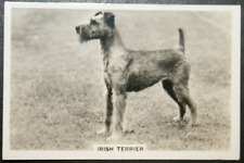 Irish terrier original for sale  DERBY