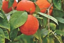 Mandarinenbäumchen citrus ret gebraucht kaufen  Wurzen