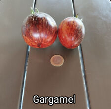 Tomatensamen gargamel samen gebraucht kaufen  Saalfeld/Saale
