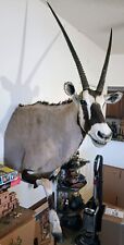 Gemsbok oryx body for sale  Glendale