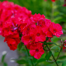 Phlox paniculata red for sale  IPSWICH