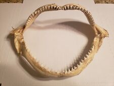 Shark wide jaw for sale  Queen Creek