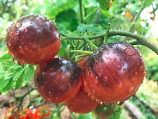 Zark sunset tomatensamen gebraucht kaufen  Weissach