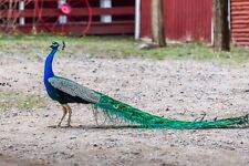 Peacock perfection male for sale  Livingston