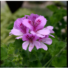 Scented pelargonium geranium for sale  DURHAM