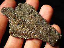 Detailed crinoid fossil for sale  BRISTOL