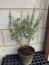 Large rosemary herb for sale  WESTERHAM