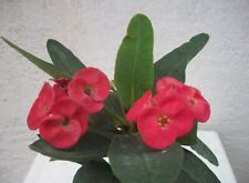 Euphorbia milii fiore usato  Anzio