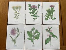 vintage botanical prints for sale  HARTLEPOOL