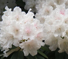 Zierstrauch rhododendron alpen gebraucht kaufen  Rain