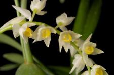 Miniature orchid species for sale  Mckinleyville