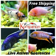 Assorted peacock cichlids for sale  Ruskin