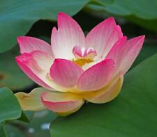 Hop pink lotus for sale  FELTHAM