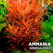 Stems ammania senegalensis for sale  Stockton