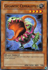 Used, CSOC-EN025 YuGiOh! Monster Card: GIGANTIC CEPHALOTUS - Unlimited MINT / NM for sale  Shipping to South Africa