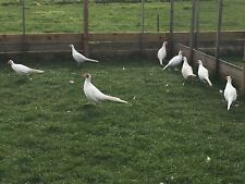 White pheasant hatching for sale  BRANDON