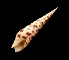Terebridae sea shell for sale  READING