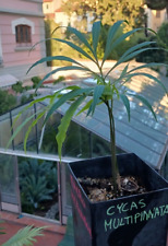 Cycas multipinnata usato  Firenze