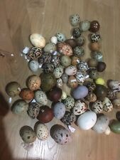 birds egg collection for sale  REDDITCH