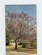 Postcard jacaranda tree for sale  Almond