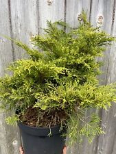 Juniperus pfitzeriana old for sale  CHORLEY
