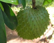 Annona muricata | Soursop | holandés Durian | Guanabana | 5 _ semillas, usado segunda mano  Embacar hacia Spain