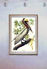 Audubon brown pelican for sale  Cambria